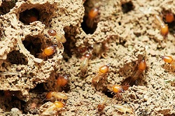 Un grupo de termitas en los túneles del termitero