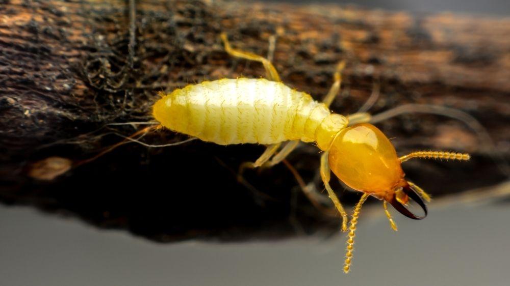 termita-soldado