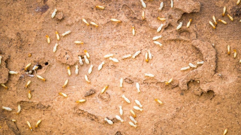 termitero-lleno-de-termitas