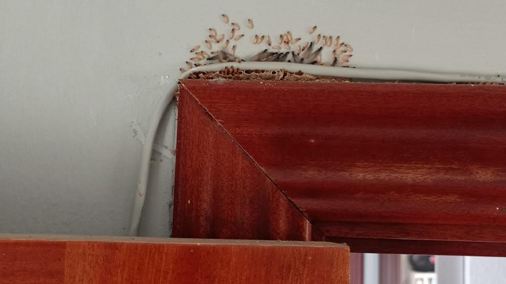 termitas-en-marco-puerta