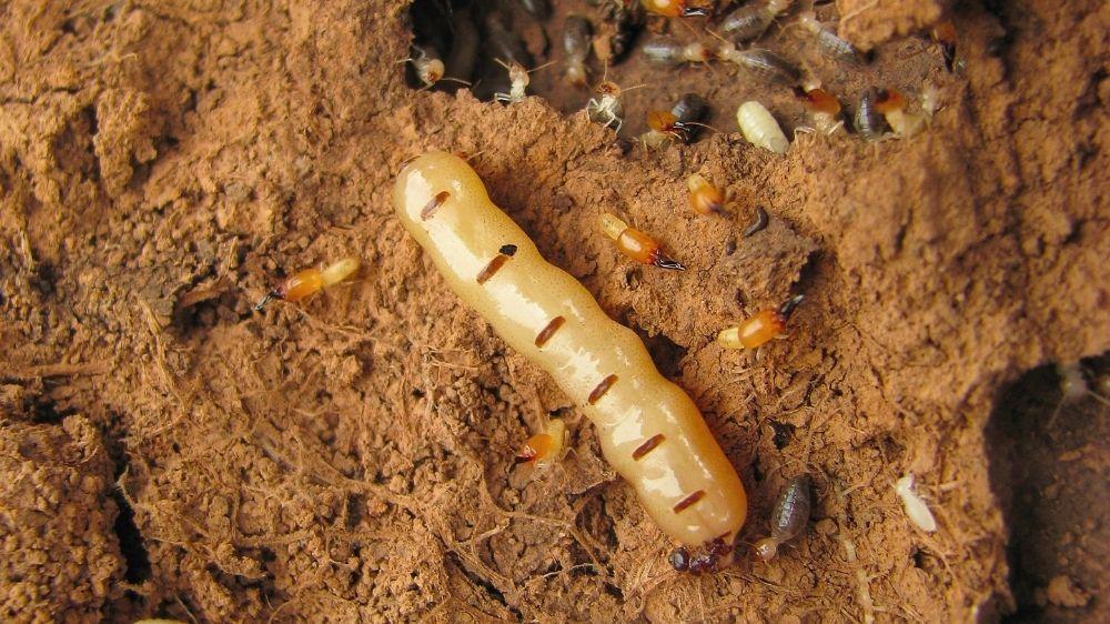 termita-reina-con-obreras