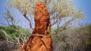 monticulo-termita